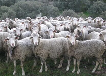 Ovejas, no borregos
