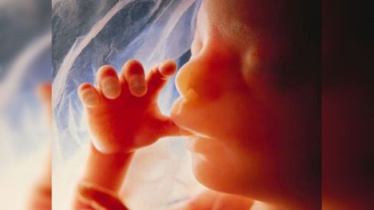 ‘Misericordia con todos, también con los embriones’