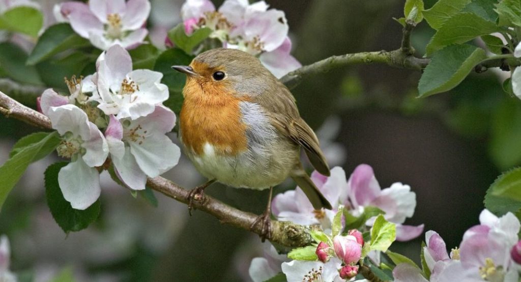 Hablemos de pájaros y flores