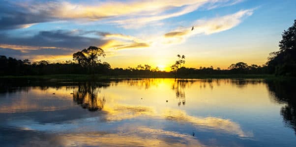 La Asociación PanAmazônia ruega al Papa que proteja a la región de la ‘ideología ambientalista’