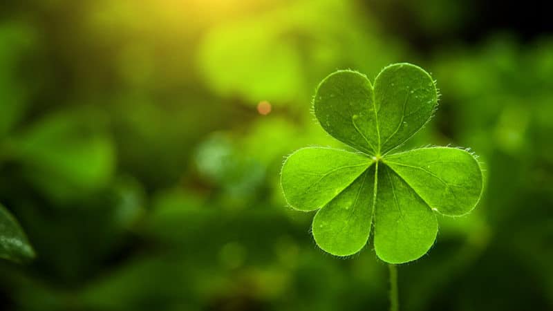 El Vaticano recuerda que hoy es el día de la ‘Deuda Ecológica’