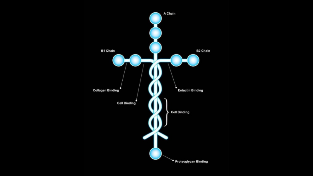 La cruz que sostiene la vida, literalmente