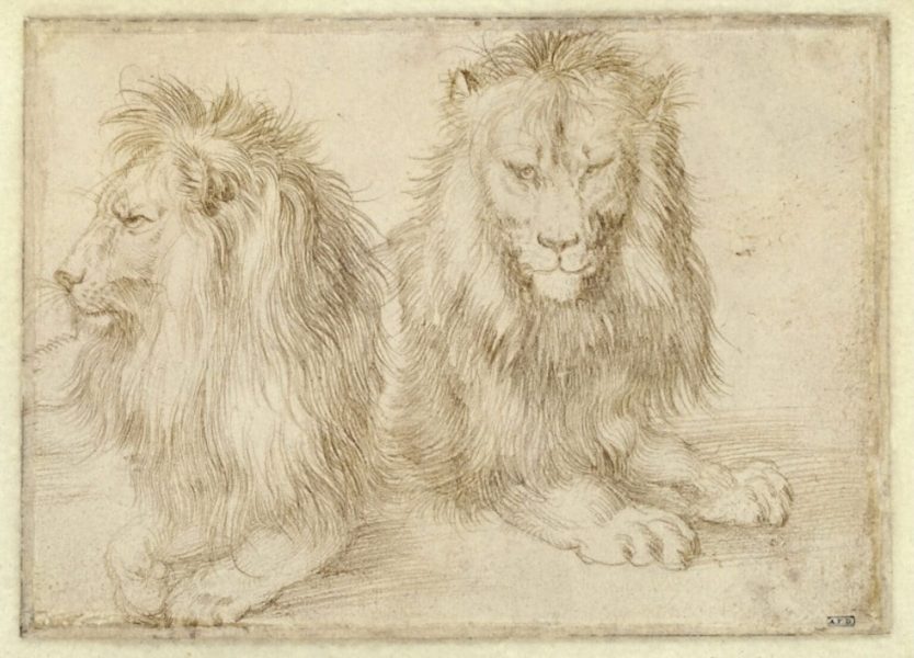 Two Seated Lions by Albrecht Dürer, 1521 [Kupferstichkabinett, Berlin]