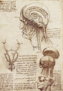 El cerebro bifurcado