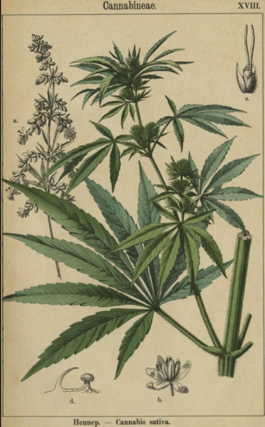 Algunas reflexiones sobre Stoner Alley