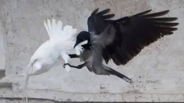 Los cuervos vaticanos atacan de nuevo, el Sodalicio peruano, el Papa Francisco invita al circo, millones de cristianos perseguidos, el carbón y el aceite.