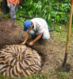 Agricultura biodinámica. El extraño magisterio de “L’Osservatore Romano”