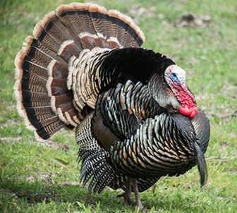 Múller y la lobby gay, el acto de fe Chino, los huesos no son de la Orlandi, el papa impensable, el madrino de bautismo, Thanksgiving Day