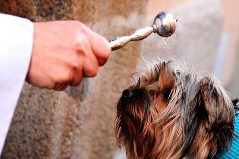 Gritos de complot en el Vaticano, el Papa Francisco y los chalecos amarillos, los animales en San Pedro.