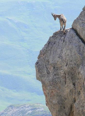 El Papa Francisco y el amigo Zanchetta, Trump y los muros vaticanos, el partido del Papa, primera Misa en América.