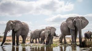 La verdad se abre paso, Parolin contento con China, lo moros contentos con Francisco, cañones australianos con bombas vaticanas, inmunidad francesa.