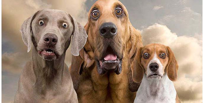 El asesinato de Lambert, la iglesia de la estupidez, dos princesas desaparecidas en Vaticano, el desorden de Malta.