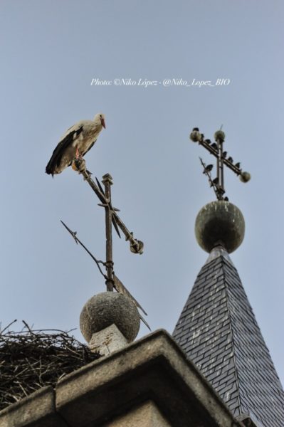 Gracias a tantos como os habéis interesado por mi salud
