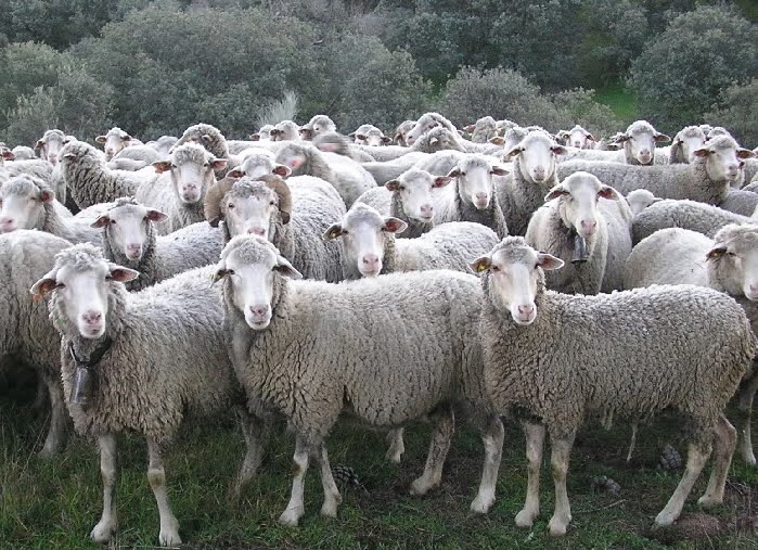 Ovejas, no borregos